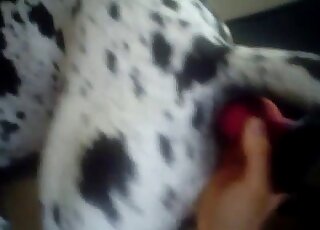 Dalmatian really likes anal stimulation