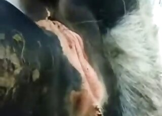 Horse's hot-looking orifices right here