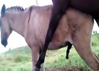 Dva hnedé farmárske kone súloží v póze doggy style