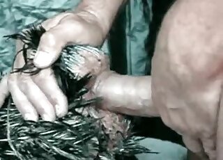 Animals are enjoying dirty bestiality