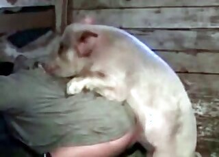 Intense zoophilic action with a white pig