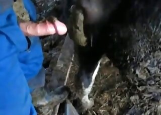 Scat delight for a zoophile and a horny cow